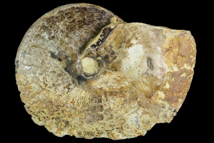 Fossil Ammonite (Metengonoceras) - Texas #104545